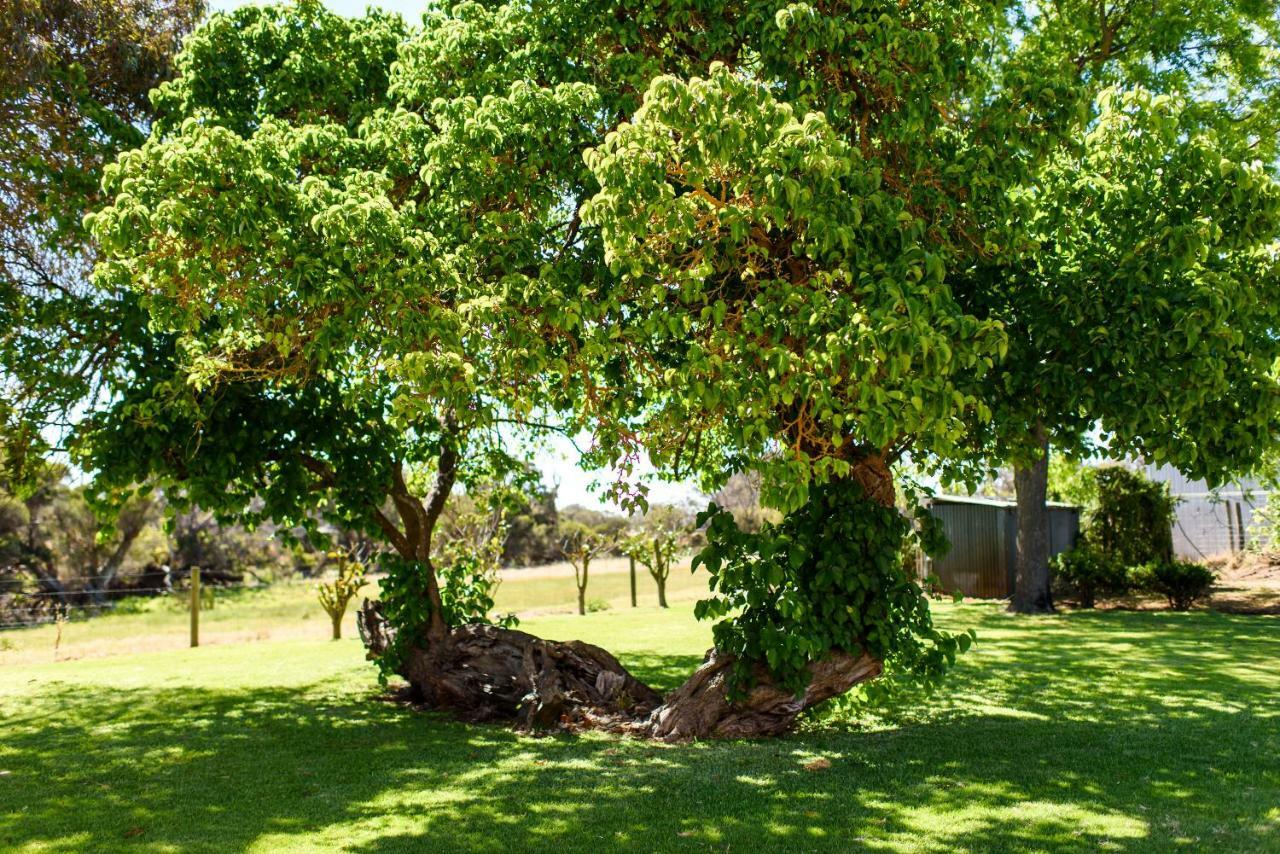 Fairlawn Estate Guest House Busselton Ngoại thất bức ảnh